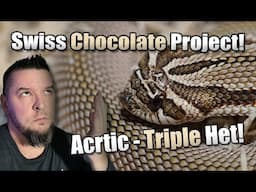 Swiss Chocolate Project! Triple hets! (Swiss, Sable & Albino) WOW!