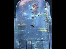 Huge cylindrical glass fish tank