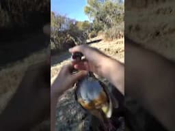 Recuperamos Perdiz de Torre