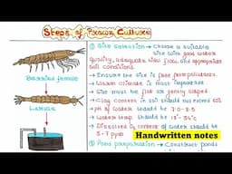Prawn Culture | Steps