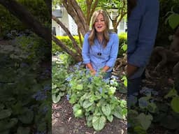 Jack of Diamonds Brunnera--A Perfect Perennial for the Shade!
