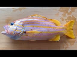 Spanish Flag Snapper