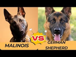 Belgian Shepherd vs German Shepherd