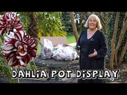Fabulous Dahlia Pot Displays