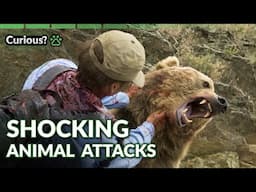TERRIFYING Animal Attacks 🆘 Human Prey Season 1