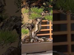 Stunning Bonsai tree #japan #miniature #art #japaneseculture