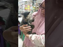 Maru sukanya digendong, meong catlover sukanya apa yaa