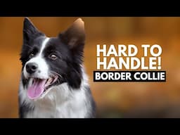 5 Reasons Most People Can't Handle a Border Collie Dog