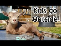 Kid goats go outside, Birdhouse camera has a first sighting