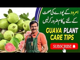 Guava Plant Ultimate Care Tips | Gardening With Javed Iqbal