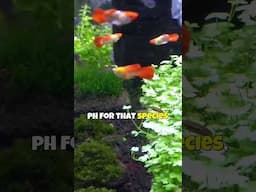 Why Your Fish is Losing Color 🐠 Water Quality