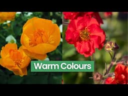 Geums, Trollius, Baptisia & More: 11 Warm Colour Perennials In Bloom Right Now