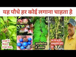 मेरे गार्डन में सबसे ज्यादा पसंद किए जाने वाले पौधे | Best Plant For My Garden