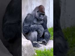 The Day a Gorilla Understood Death 😢💔
