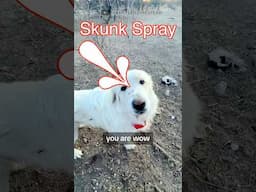 Farm Dog DNA Verified 🐶 #dog #dogs #greatpyrenees #homestead #dogsoftiktok #doggo #gaurddog #doggy