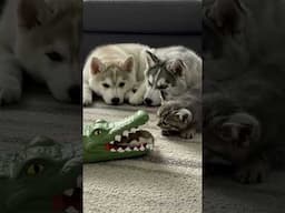 Hamster Takes On Croc Like a Boss! 🐹😆🔥 #cutedog #catlover