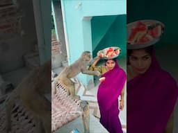 Babu eating watermelon funny video #monkey #monkeychallenge #monkeyclip #funny