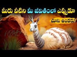 మీరు వీటిని మీ జీవితంలో ఎప్పుడూ చూసి ఉండరు! | 20 Mysterious Animals That Still Alive on Earth