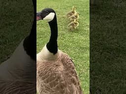 Goslings on my golf course, baby Canada Goose Geese