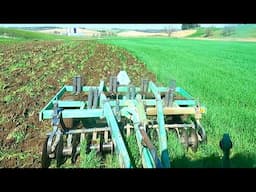 Plowing Rye With A Deutz Allis Chisel Plow!