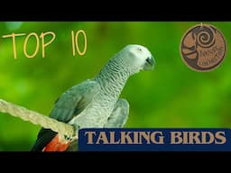 Top 10 Talking birds | Nature Connection