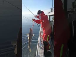 Sunshine and Skrei... ☀️🎣🇳🇴