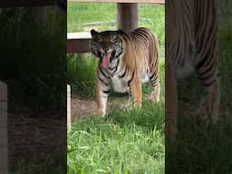 Chuffy Friday LIVE || The Wildcat Sanctuary
