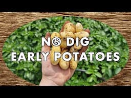 Sowing Early Potatoes | The No Dig Method