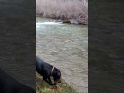 River Dog