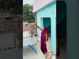 Babu taking mango funny video #monkey #monkeychallenge #monkeyclip