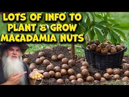 Growing Macadamia Nuts At Home Is EASY. After You Know This...