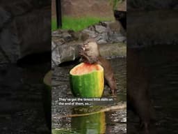 World Otter Day | Meet Daisy and Percy 💚