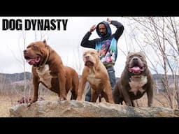 Hulk - The Final Series With The Legendary Pitbull | DOG DYNASTY