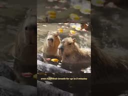 #viralshort #facts #learning #science #shortsvideo #animals #capybara #learn