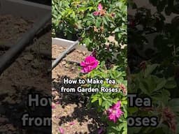 How to Make Tea from Garden Roses #gardening #plants #roses #gardeningtips #flowers #shorts #tea