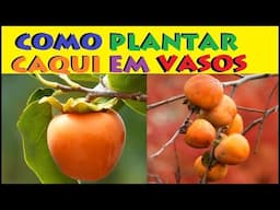 Plante uma semente de CAQUI em vaso e Veja o Resultado incrível!