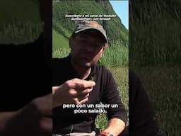 Survivorman | Lengua de Ganso Recolectora - ¡planta Comestible y Salada | Les Stroud