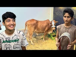 Zalmi ne Meri Cow Chori Karli😡*Vampire Got Angry*