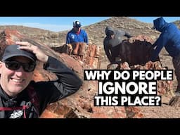Petrified Forest National Park | The Ultimate One-Day Itinerary