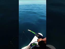 Joran capung sampai melengkung disikat babon #agungbalifishing