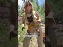 ‼️ HIKING WITH DOGS? READ THIS! ‼️