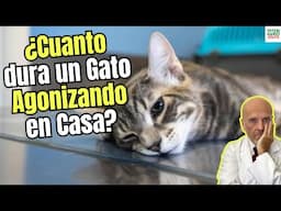 😔 ¿CUÁNTO DURA un GATO AGONIZANDO en CASA? 🕰️🩺 GUÍA para ACOMPAÑARLO y SABER QUÉ HACER 🫂🌈