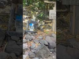 Monkey Brunch at Shipwreck #Monkey #Nature #Food