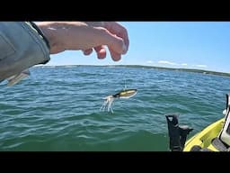 Memorial Day 2025 Fluke fishing in the LI sound!