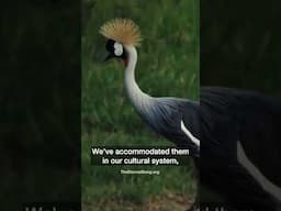 "The land is me, the land is us"-Maasai Activist Samwel Leiyian Nangiria (TES film)