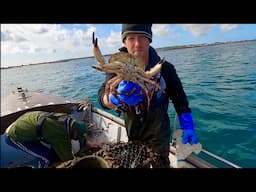 BIG CRAB LOBSTER & Spider Crab in the Pots - Catch & Cook