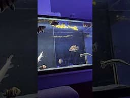 MINI MONSTER FISH GROW OUT AQUARIUM