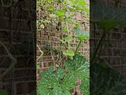 Growing this Kikinda Gourd for the First Time || DHBG