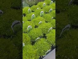 Invasive Plants for Sale? Buyer Beware!