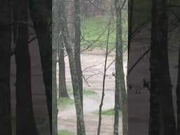nashville flood